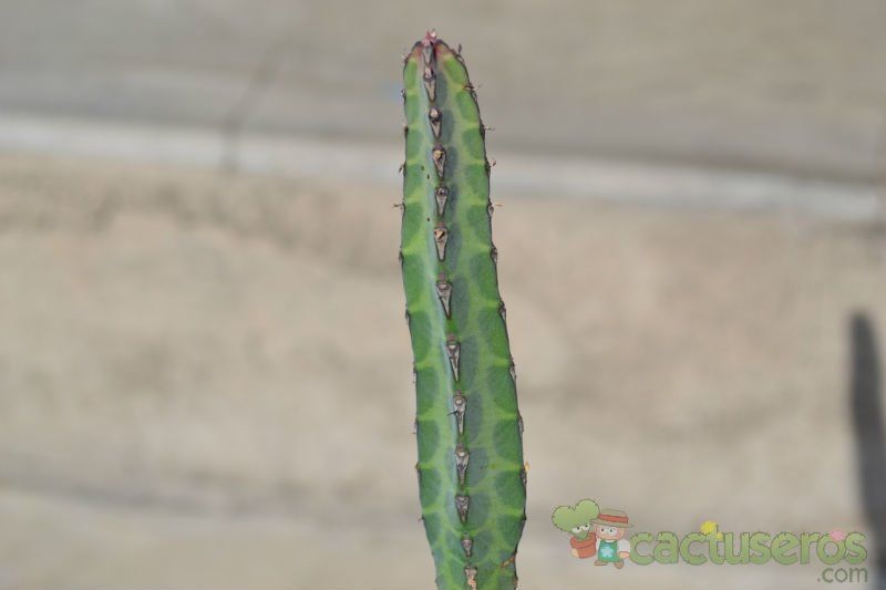 Una foto de Euphorbia heterochroma