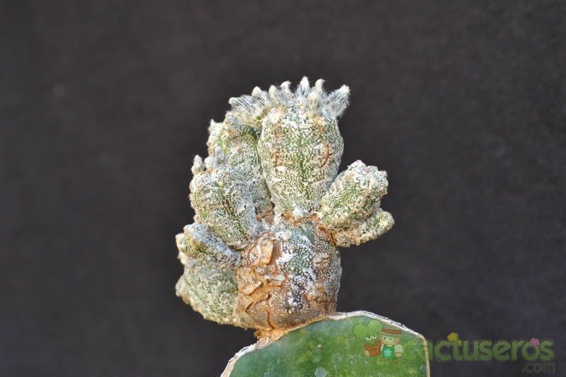 Una foto de Astrophytum myriostigma cv. HUBOKI