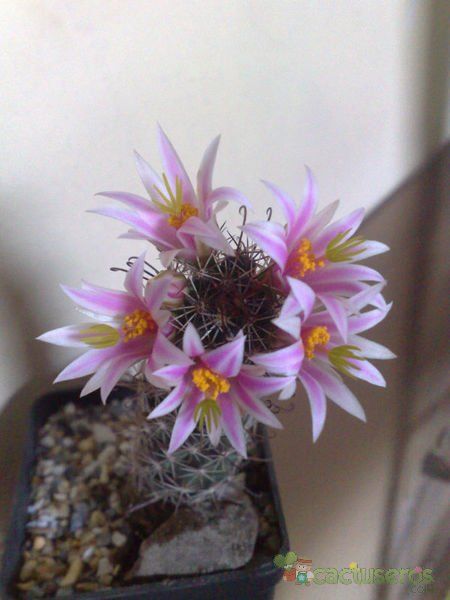Una foto de Mammillaria tonalensis