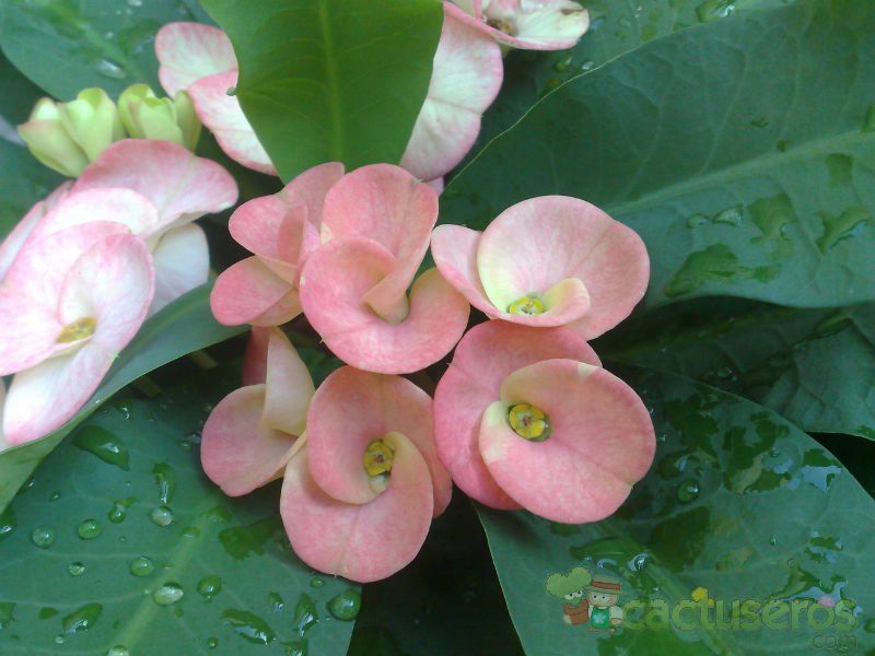 Una foto de Euphorbia x lomi