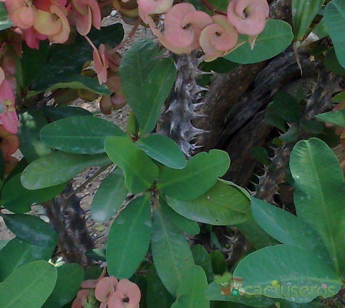 Una foto de Euphorbia x lomi