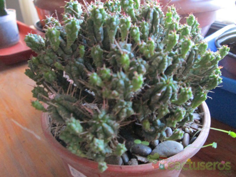 A photo of Euphorbia submammillaris fma. pfersdorfii