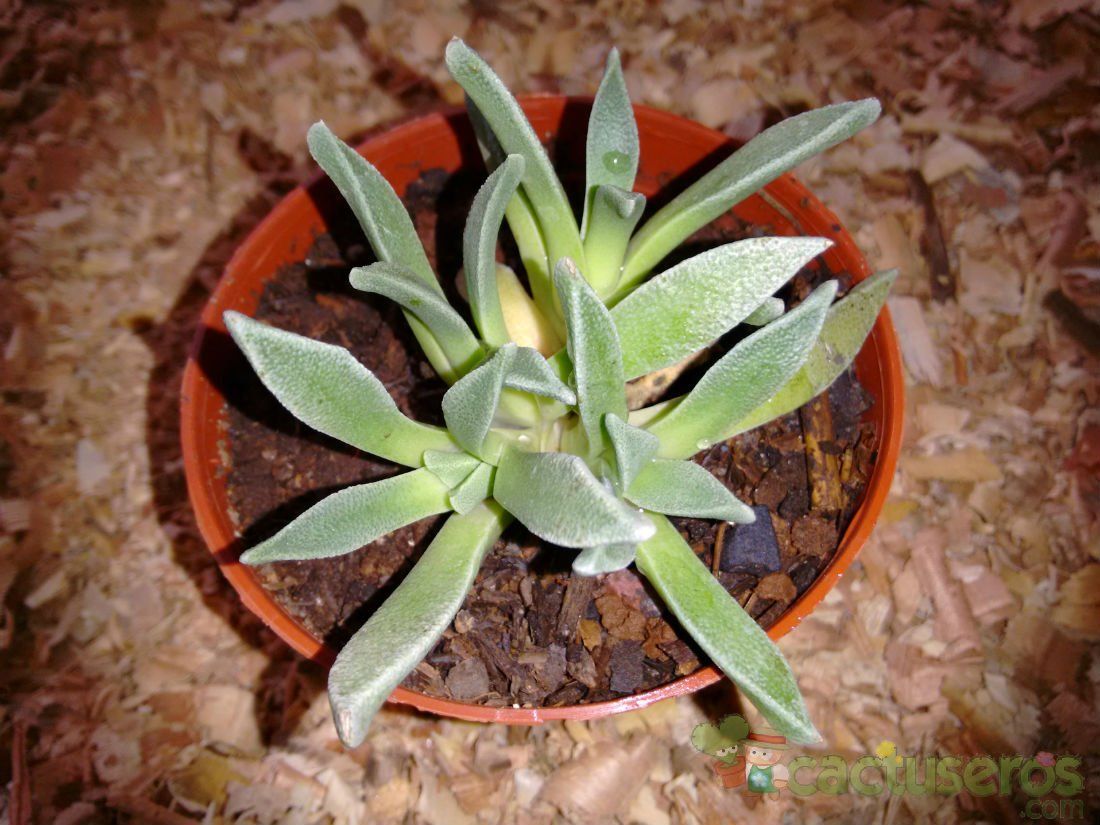 Una foto de Nananthus aloides  