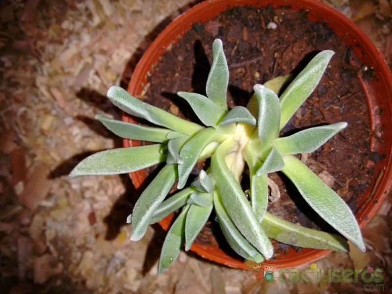 Una foto de Nananthus aloides  