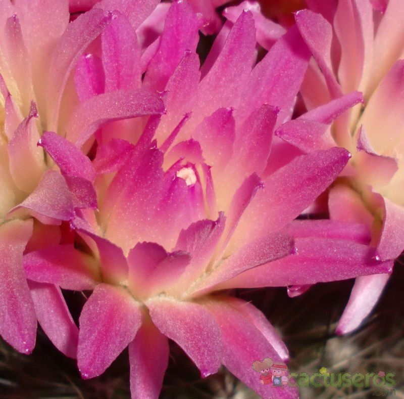 Una foto de Eriosyce subgibbosa