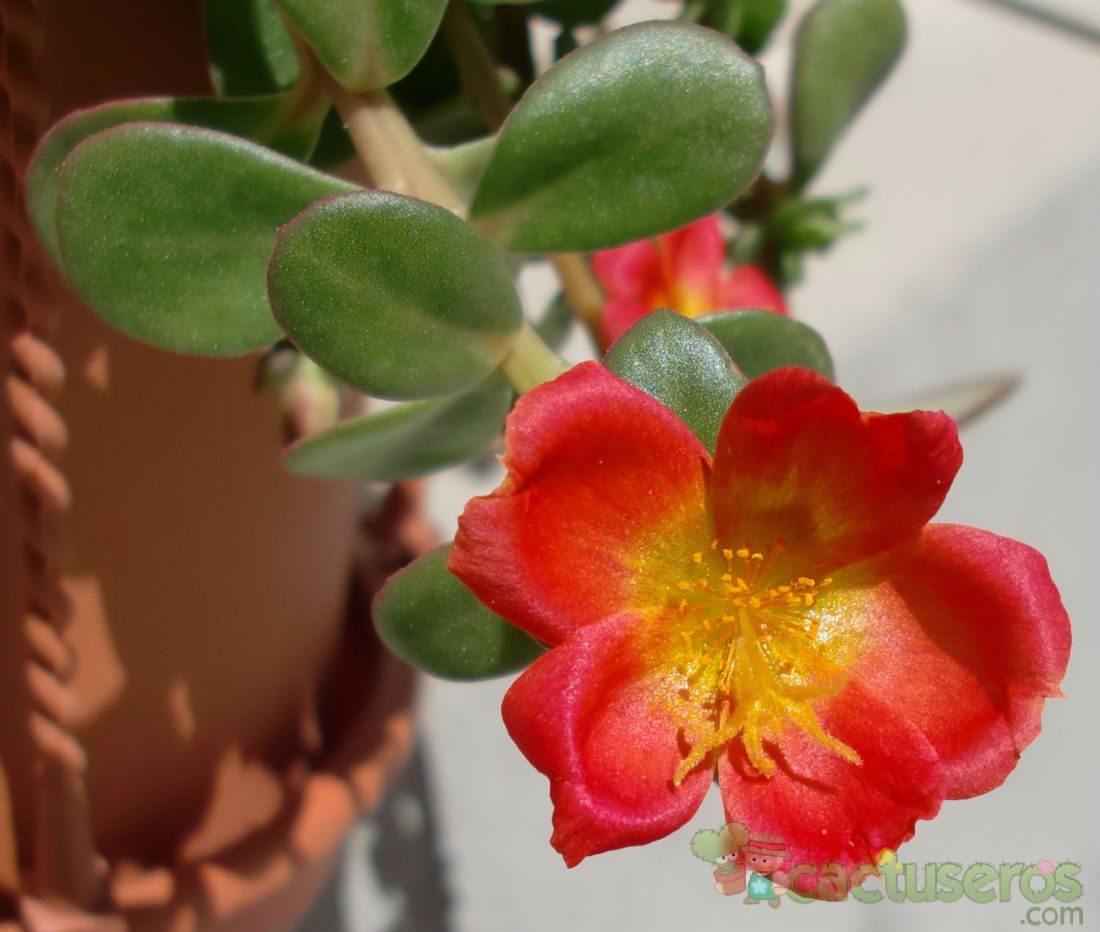 Una foto de Portulaca umbraticola