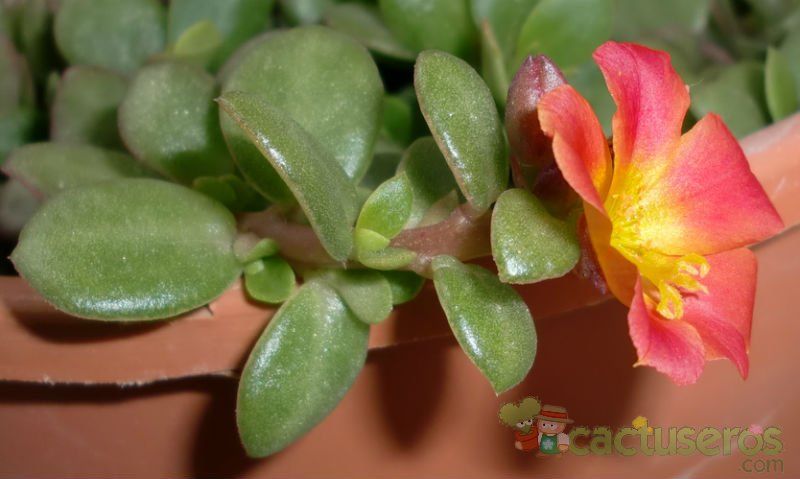 Una foto de Portulaca umbraticola