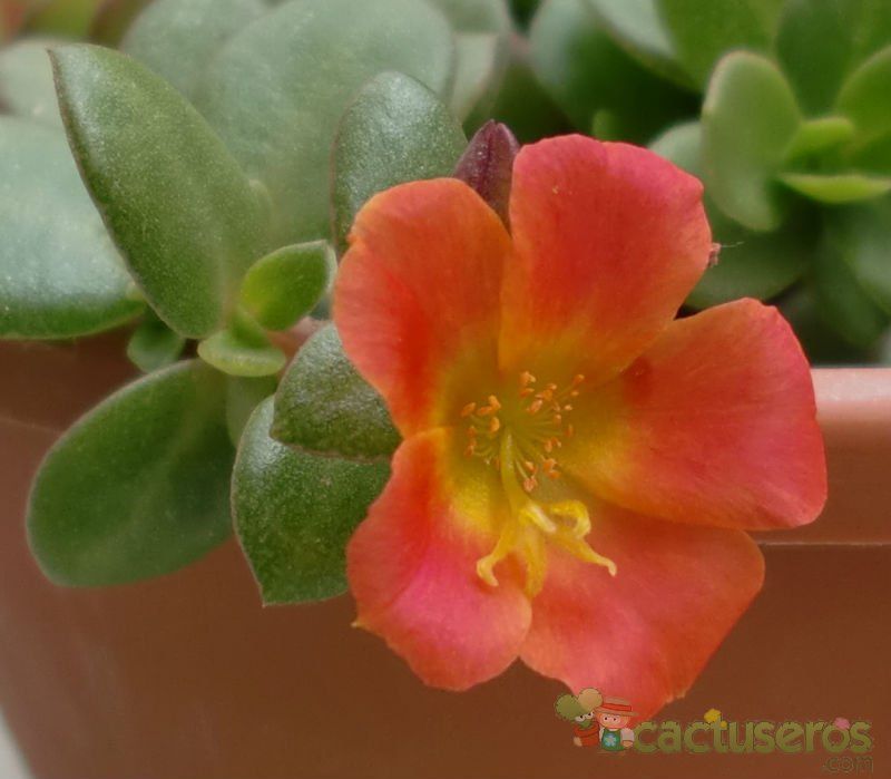 Una foto de Portulaca umbraticola