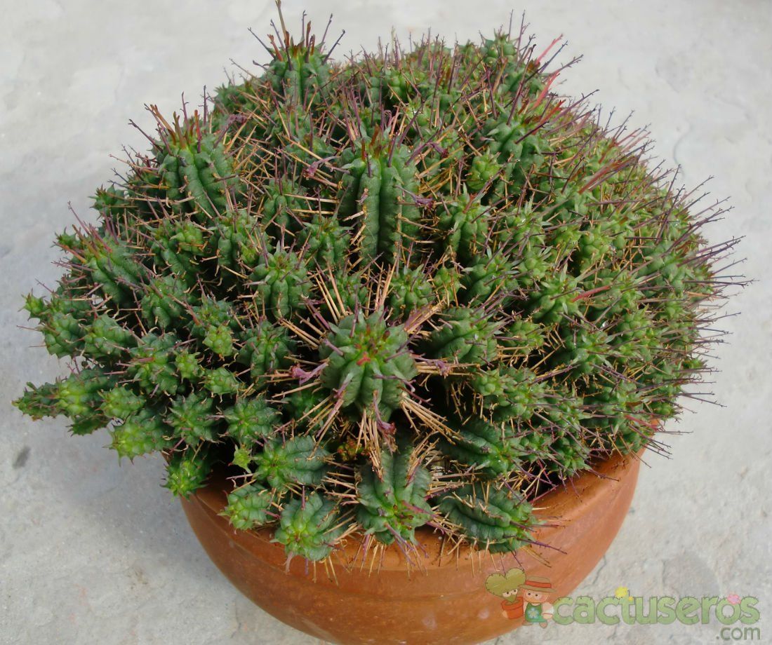 A photo of Euphorbia submamillaris