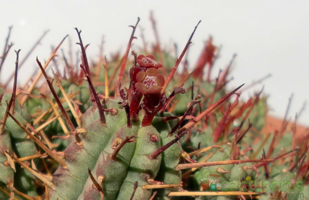 A photo of Euphorbia submamillaris