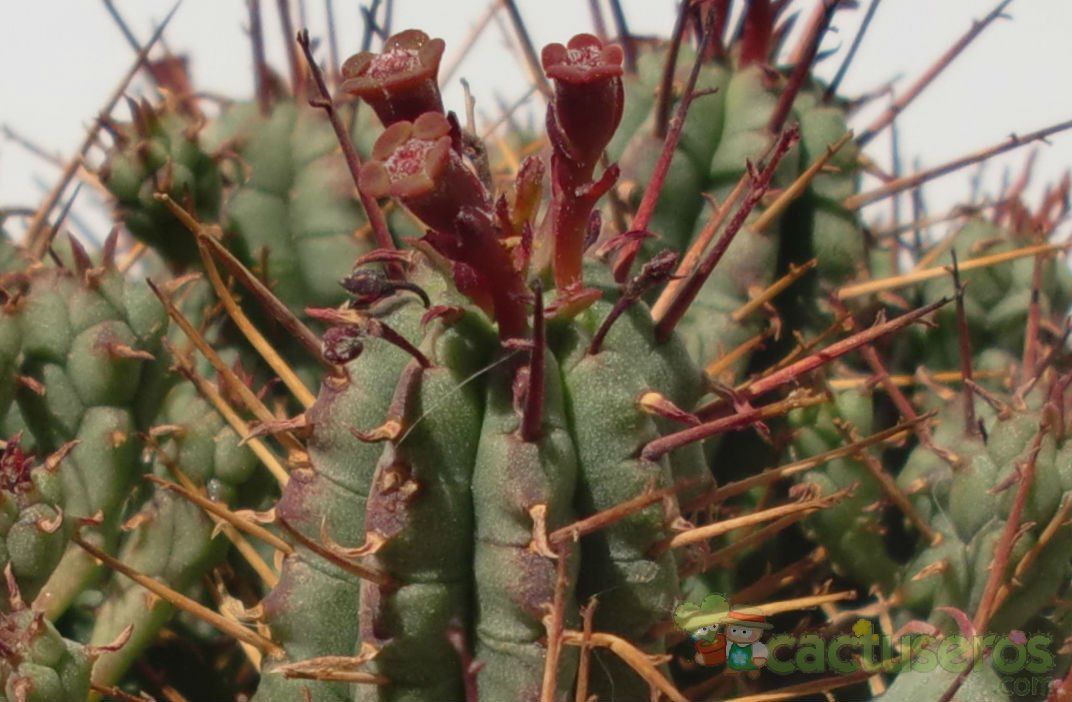 A photo of Euphorbia submamillaris