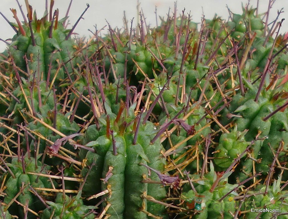 A photo of Euphorbia submamillaris