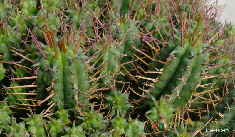 A photo of Euphorbia submamillaris