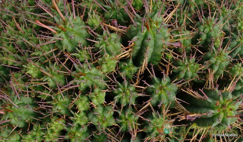 A photo of Euphorbia submamillaris