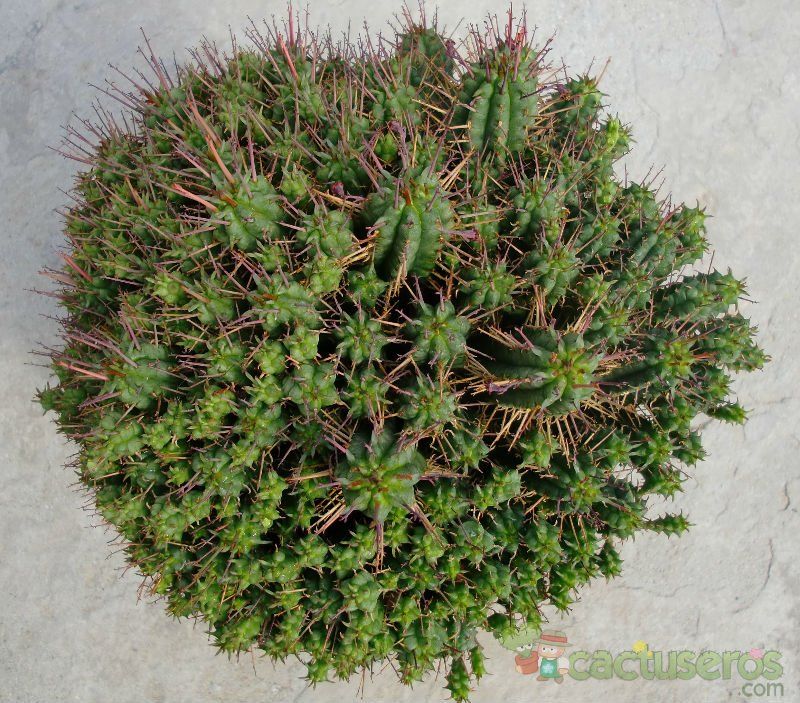 A photo of Euphorbia submamillaris