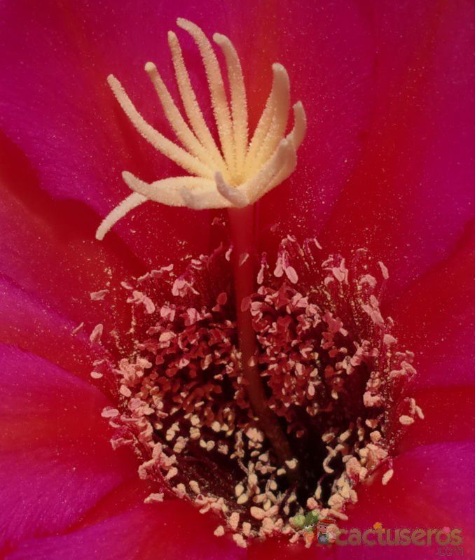 A photo of Echinopsis tarijensis