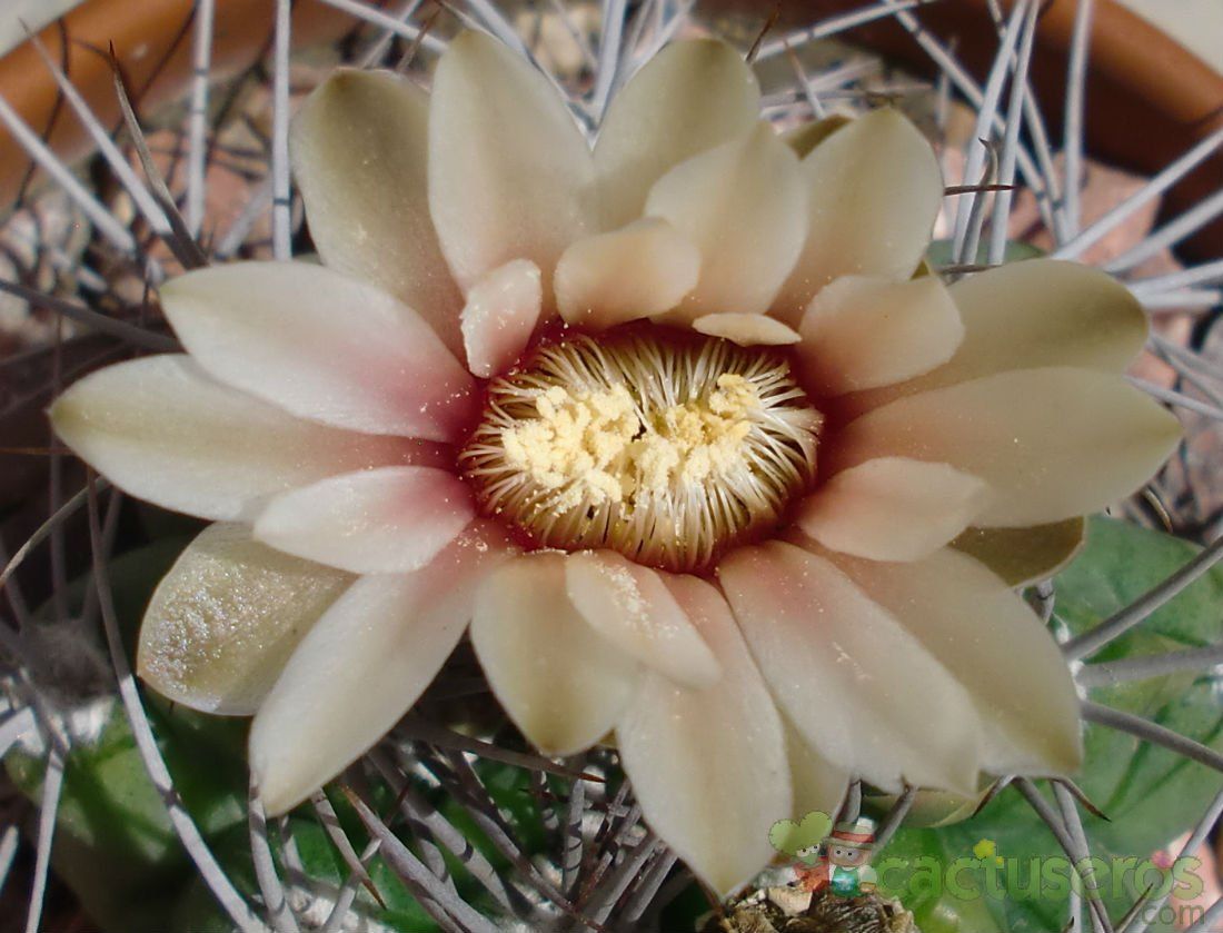 A photo of Gymnocalycium mostii subsp. valnicekianum