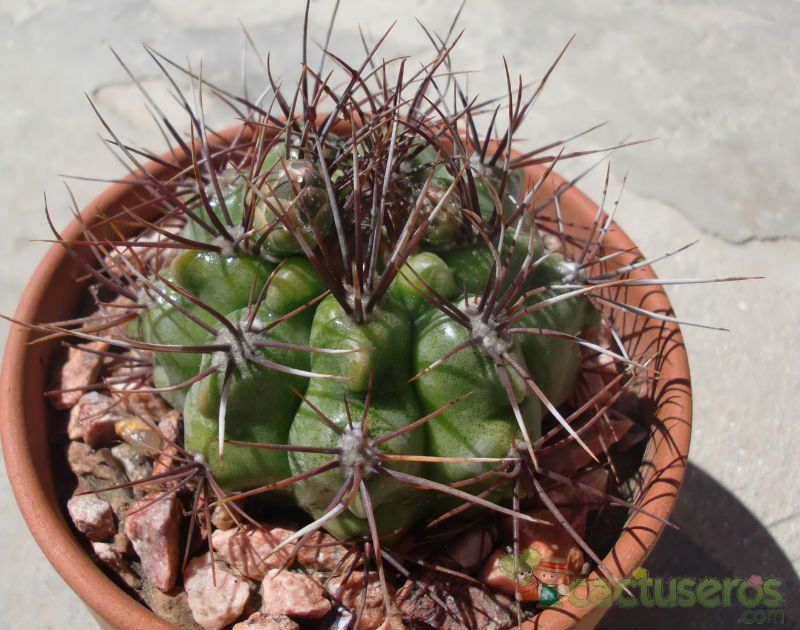 A photo of Gymnocalycium mostii subsp. valnicekianum