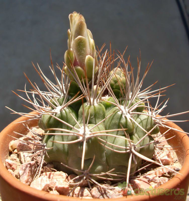 A photo of Gymnocalycium mostii subsp. valnicekianum