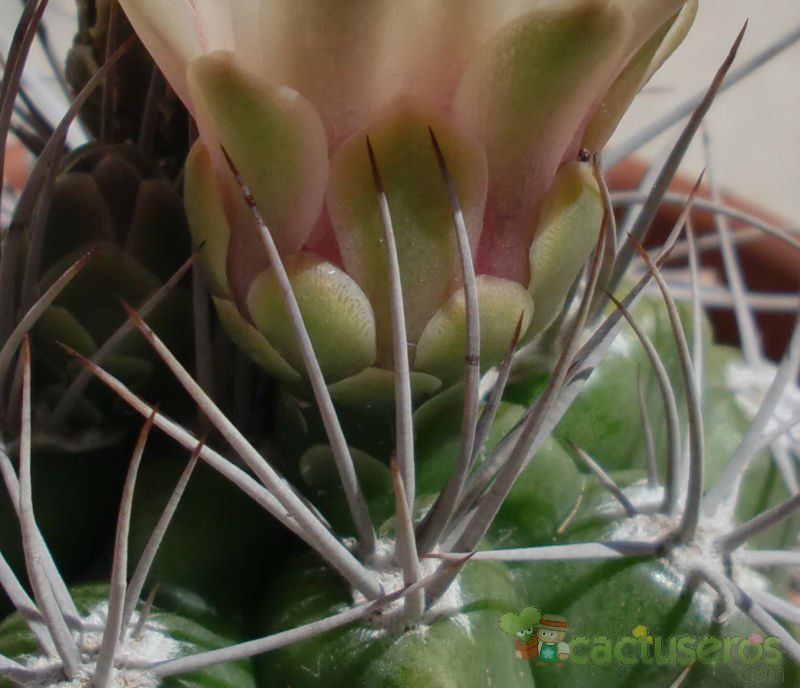 A photo of Gymnocalycium mostii subsp. valnicekianum