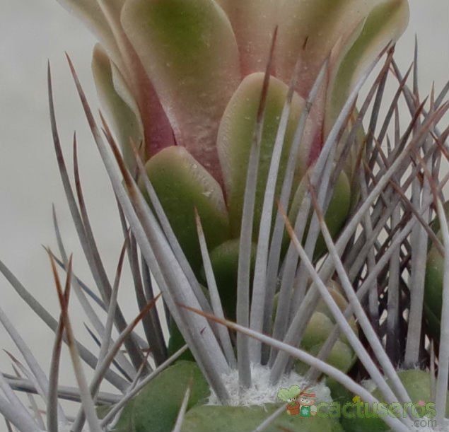 A photo of Gymnocalycium mostii subsp. valnicekianum