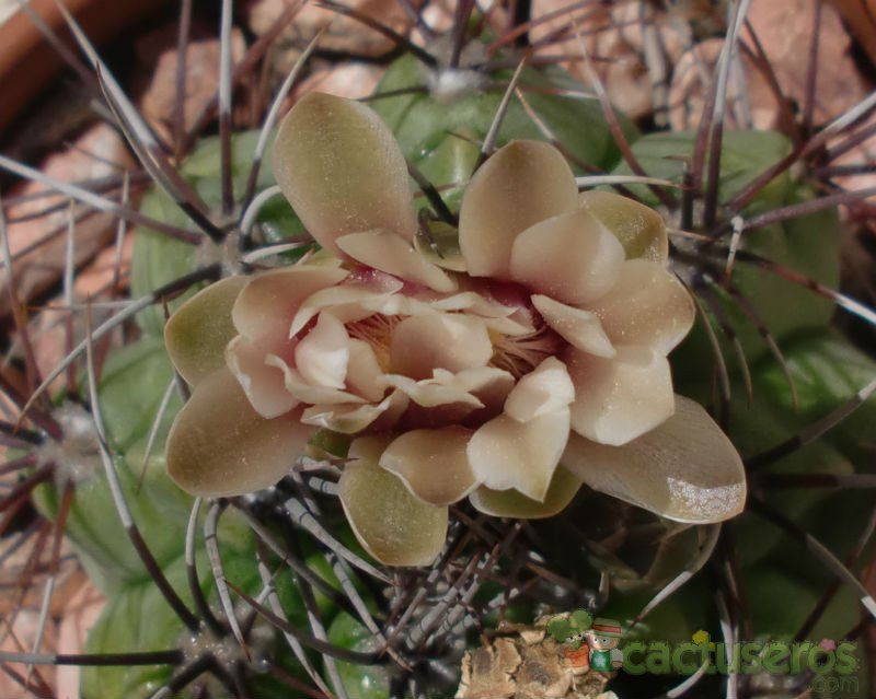 A photo of Gymnocalycium mostii subsp. valnicekianum