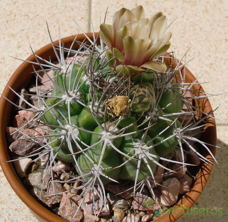 A photo of Gymnocalycium mostii subsp. valnicekianum