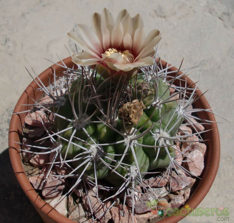 A photo of Gymnocalycium mostii subsp. valnicekianum