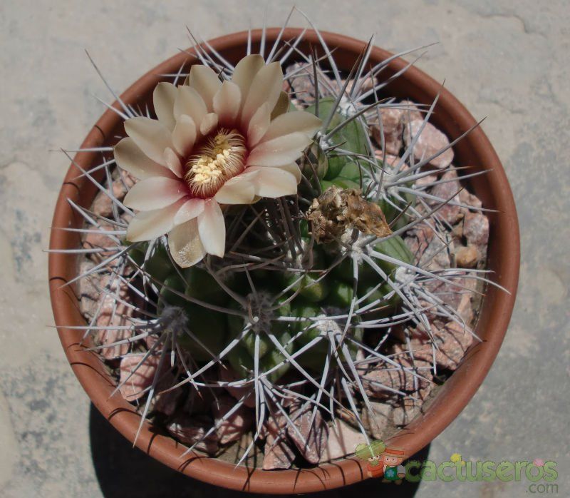 A photo of Gymnocalycium mostii subsp. valnicekianum