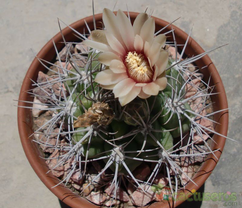A photo of Gymnocalycium mostii subsp. valnicekianum