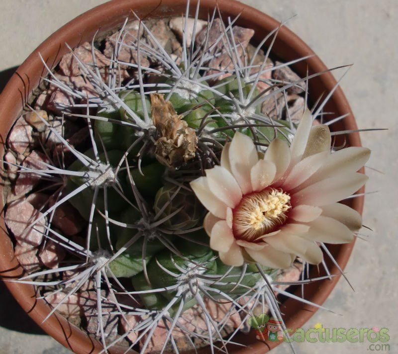 A photo of Gymnocalycium mostii subsp. valnicekianum