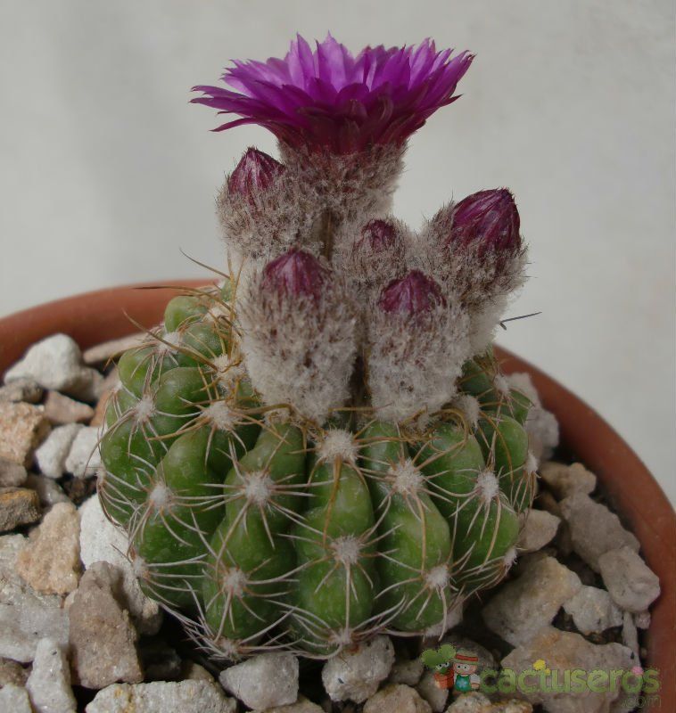 Una foto de Parodia crassigibba