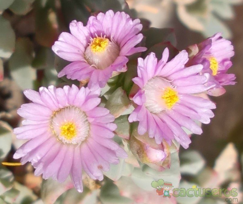 A photo of Lampranthus deltoides