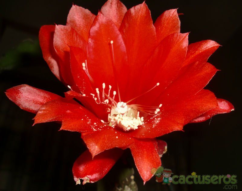 A photo of Disocactus ackermannii