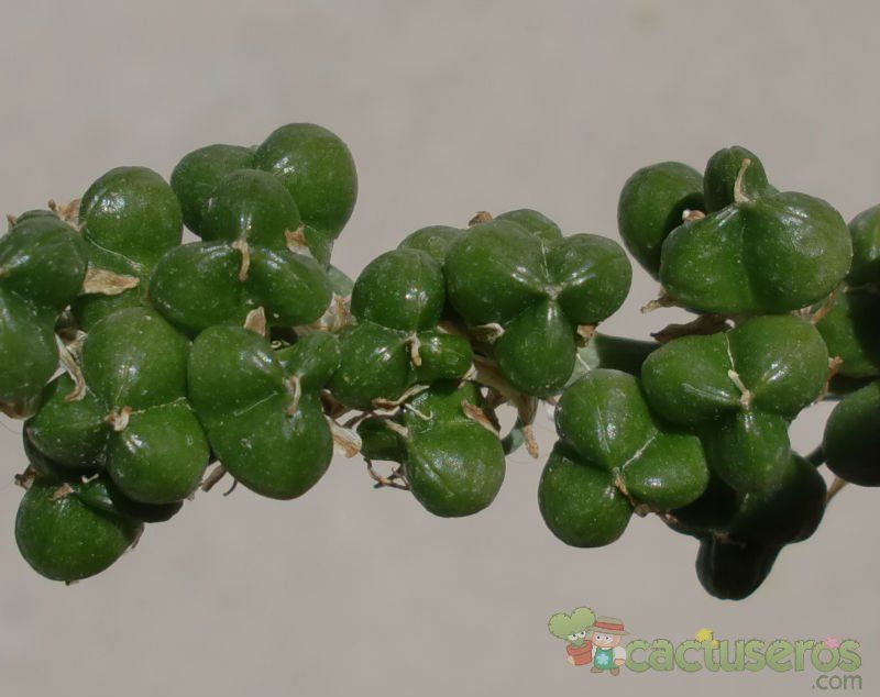 A photo of Albuca bracteata