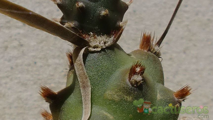 Una foto de Tephrocactus articulatus fma. papyracanthus