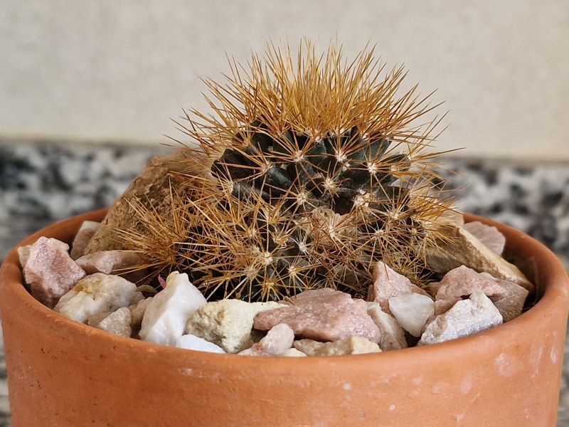 A photo of Mammillaria flavescens var. nivosa