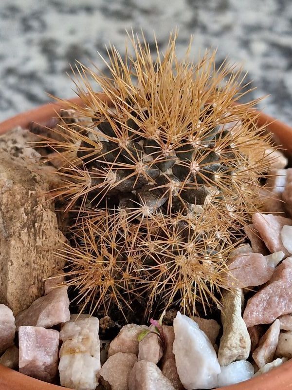 A photo of Mammillaria flavescens var. nivosa