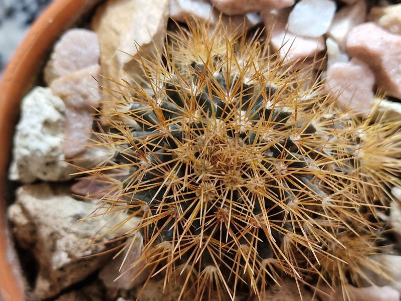 A photo of Mammillaria flavescens var. nivosa