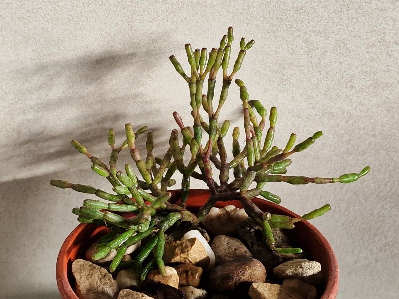 A photo of Hatiora salicornioides