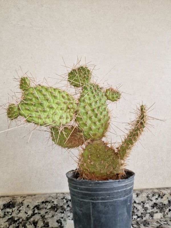 Una foto de Consolea spinosissima
