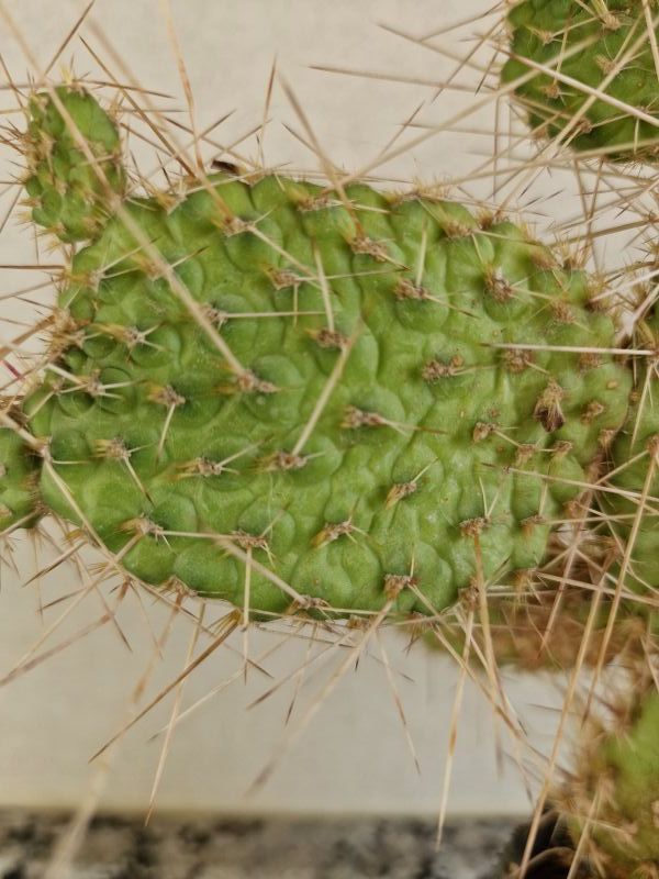 Una foto de Consolea spinosissima