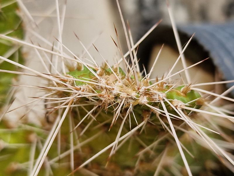 Una foto de Consolea spinosissima