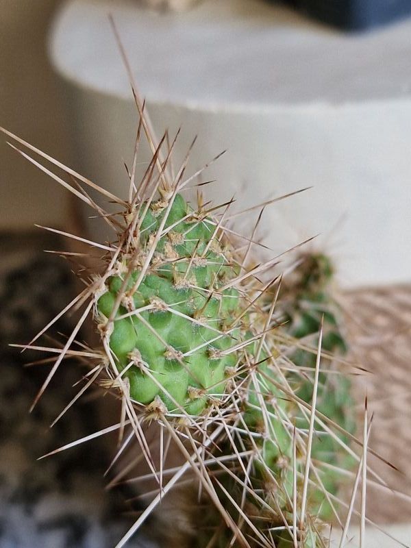 Una foto de Consolea spinosissima