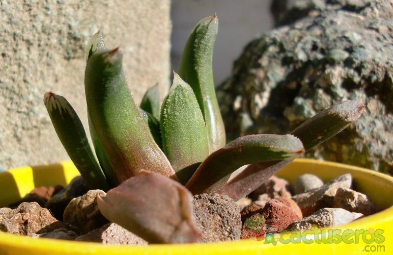 Una foto de Haworthia truncata cv. Harry Johnson