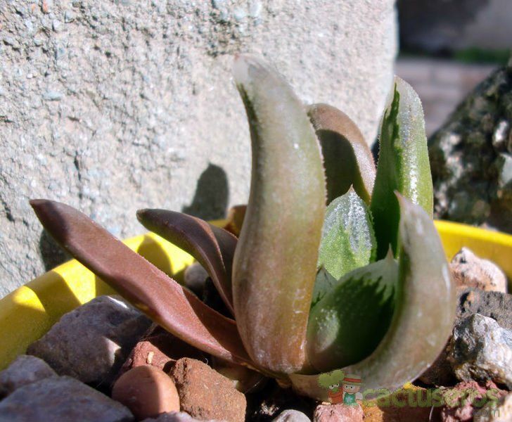 Una foto de Haworthia truncata cv. Harry Johnson