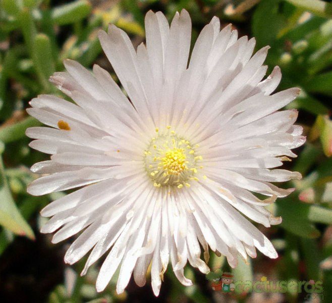 A photo of Mesembryanthemum reptans