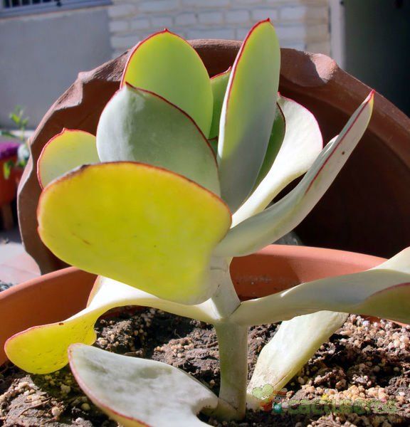 A photo of Cotyledon macrantha