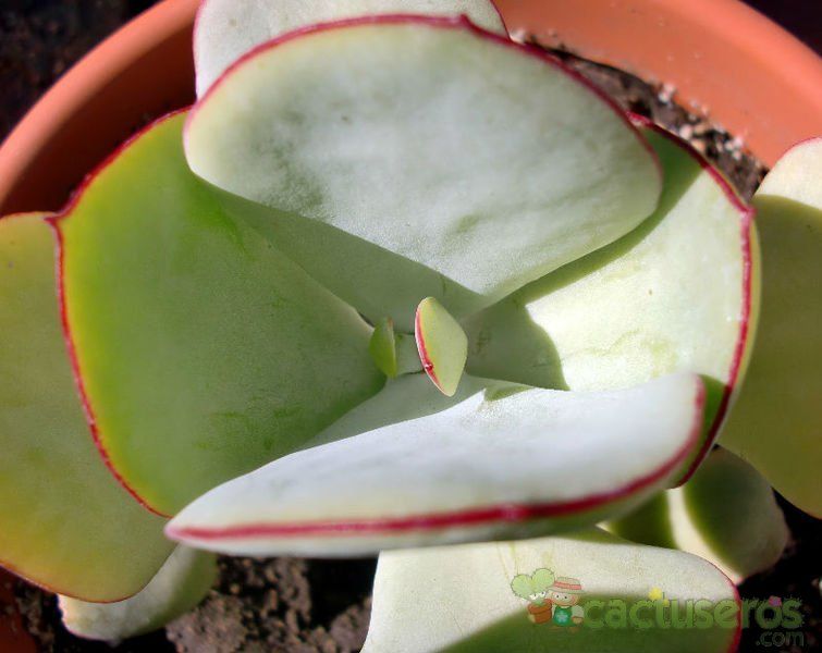 A photo of Cotyledon macrantha