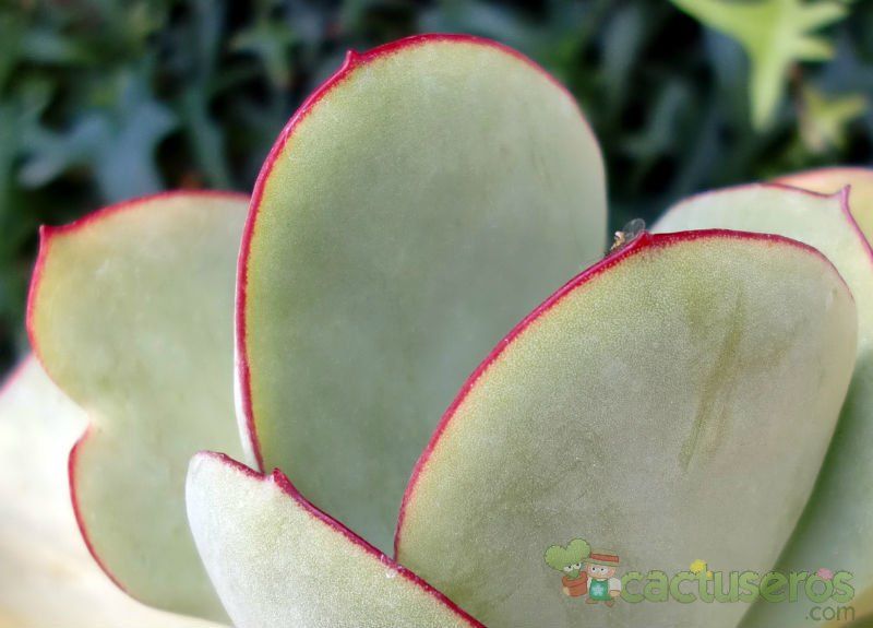 A photo of Cotyledon macrantha